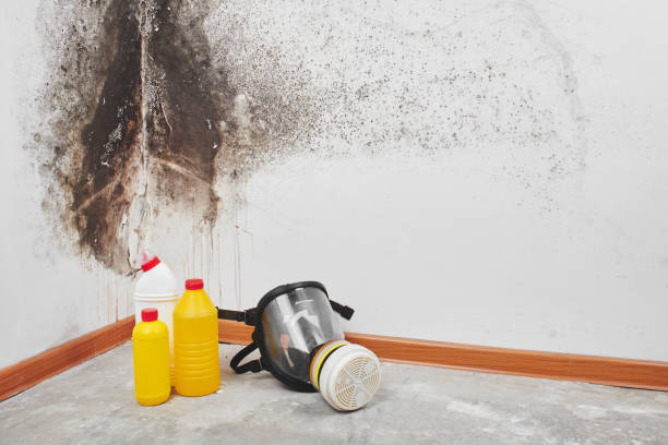 Best Basement Mold Remediation in Duncanville, TX
