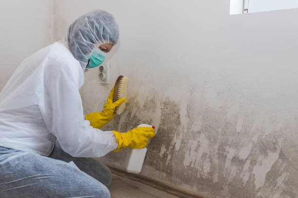 Reliable Duncanville, TX Mold Remediation Solutions