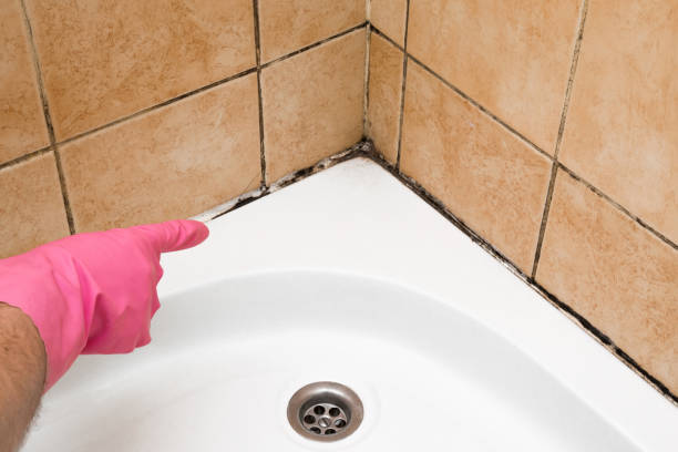 Best Attic Mold Remediation in Duncanville, TX